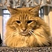 Thumbnail photo of Shredder #3