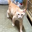 Thumbnail photo of Buckwheat #1