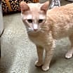 Thumbnail photo of Buckwheat #3