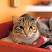 Thumbnail photo of Sarah #1