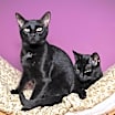 Thumbnail photo of Midnight #4