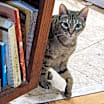 Thumbnail photo of Scarlet #1