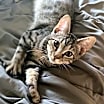 Thumbnail photo of Dexter #1