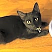 Thumbnail photo of Dexter #2