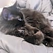 Thumbnail photo of Poppy  #1