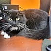 Thumbnail photo of Stevie #1