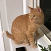 Thumbnail photo of Finn  #1