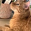 Thumbnail photo of Finn  #2
