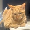Thumbnail photo of Finn  #3