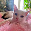 Thumbnail photo of Dot INDOOR ONLY #1