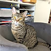 Thumbnail photo of Amber #1