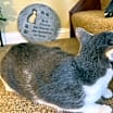 Thumbnail photo of Grace #3