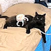 Thumbnail photo of Severus #1