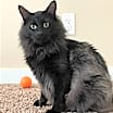 Thumbnail photo of Severus #2