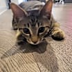 Thumbnail photo of Zeus #1