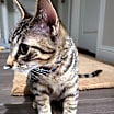 Thumbnail photo of Zeus #2