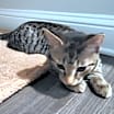 Thumbnail photo of Zeus #3