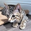 Thumbnail photo of Zeus #4