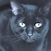 Thumbnail photo of Midnight #2