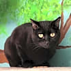 Thumbnail photo of Midnight #4