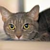 Thumbnail photo of Pistachio (Fireworks) #3