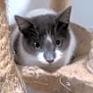 Thumbnail photo of Cirra #4