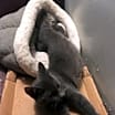 Thumbnail photo of Sheri bonded with Alison #1