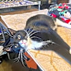 Thumbnail photo of Randon #1