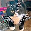 Thumbnail photo of Randon #2