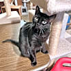 Thumbnail photo of Cora #1