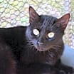 Thumbnail photo of Cora #4
