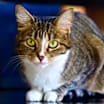 Thumbnail photo of Pepper #1