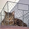 Thumbnail photo of Olive #2