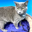 Thumbnail photo of Maggie #2