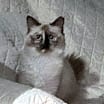 Thumbnail photo of Minkee #2