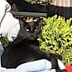 Thumbnail photo of BB Snuggles #1
