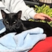 Thumbnail photo of BB Snuggles #2