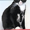 Thumbnail photo of Randon #4