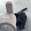 Thumbnail photo of BB Snuggles #3
