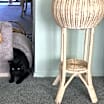 Thumbnail photo of BB Snuggles #4