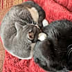 Thumbnail photo of Mia #3
