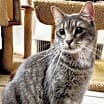 Thumbnail photo of Radar Tom #4