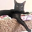 Thumbnail photo of Dulce 0364 #1