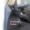 Thumbnail photo of Dulce 0364 #2