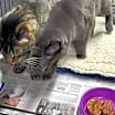 Thumbnail photo of Tabby-Cat #1