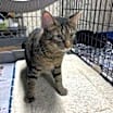 Thumbnail photo of Tabby-Cat #2