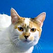 Thumbnail photo of Princess Rocky #1