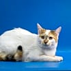 Thumbnail photo of Princess Rocky #2