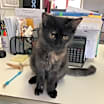 Thumbnail photo of STORM! #1
