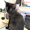 Thumbnail photo of STORM! #3